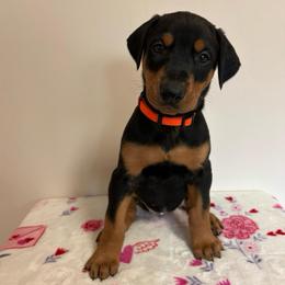 Francesca - Black and rust female Doberman Pinscher puppy in Coplay, Pennsylvania from By My Side Germans Shepherds & Dobermans