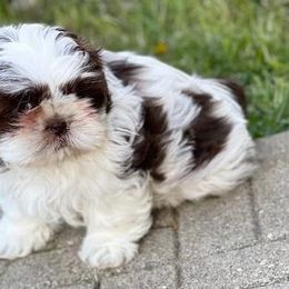 Shih Tzu Puppies from Debora's Shih Tzu