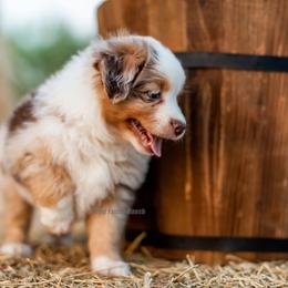 Aussiedoodle and Miniature American Shepherd Puppies from King Family Ranch