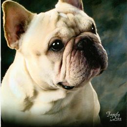 French Bulldog All Grown Up from Kennel Concharty