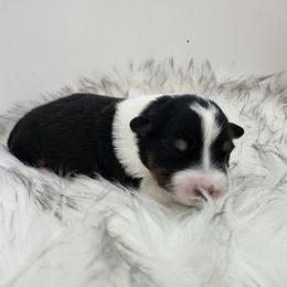 Girl 2 - Australian Shepherd puppy in Hawaii from Hawaii Australian Shepherds