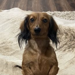 Mollie - Dachshund