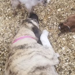 Willow - Anatolian Shepherd Dog