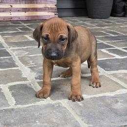 Sniper pink- black collar - Rd whtn blk nose male Rhodesian Ridgeback puppy in Gaffney, South Carolina from Circle D Farms