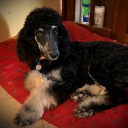 Winfrey - Poodle