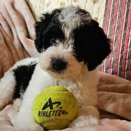 Toby - Tri-color male Cavapoo puppy in Underwood, Minnesota from Tru Cuddle Pups