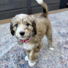 Tricky - Tri-color female Bernedoodle puppy in Springville, Utah from Oodles of Bernedoodles