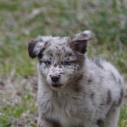 Artic - Red merle female Australian Shepherd puppy in Kokomo, Indiana from North Central Aussies