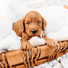Onyx - Red male Australian Cobberdog puppy in Sarasota, Florida from Labe's Australian Cobberdogs