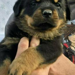 Red - Black and mahogany female Rottweiler puppy in Waverly Hall, Georgia from Dragonflytkennels