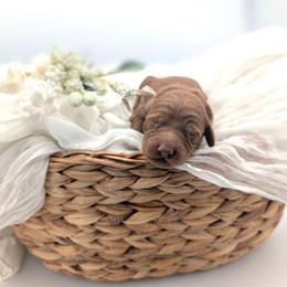 Smores - Red  male Goldendoodle puppy in Blackfoot, Idaho from Riverside Poodles