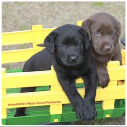 Labrador Retriever Puppies from AKS’s Water Bound Retrievers