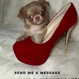 Chihuahua Puppies from Naples Tiny Dogs