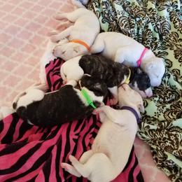 Girl 1 - female Whippet puppy in Shadow Hills, California from Cloverdale Whippets
