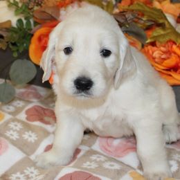 Maggie - Golden Retriever puppy from Sierra View English Creams