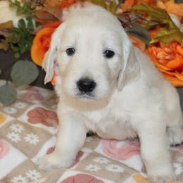 Maggie - Golden Retriever puppy from Sierra View English Creams