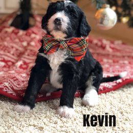 Bernedoodle and Bernese Mountain Dog Puppies from Bernedoodle Buddies