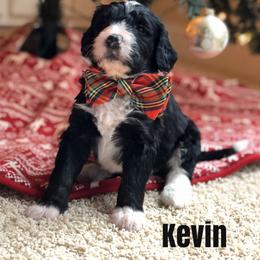 Bernedoodle and Bernese Mountain Dog Puppies from Bernedoodle Buddies
