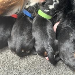 Green male - Tri-color male Bernese Mountain Dog puppy in Payson, Utah from Red Bridge Berners