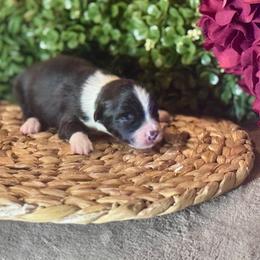Dumbledore - Black tri male Toy Australian Shepherd puppy in California from Eagle River Aussies