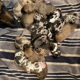 Great Dane Puppies from Starlight Danes