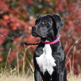 Jinx - Black female Cane Corso puppy in Little Elm, Texas from Zenith Cane Corso