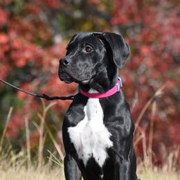 Jinx - Black female Cane Corso puppy in Little Elm, Texas from Zenith Cane Corso