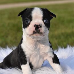 Boomer - Black and white male Boston Terrier puppy in Gober, Texas from Trigger Time Kennels