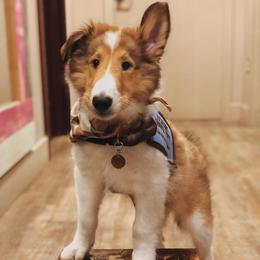 Collie Puppies from High Altitude Collies