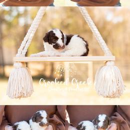 Aussiedoodle, Bordoodle, Goldendoodle, and Sheepadoodle Puppies from Crooked Creek Doodles and Poodles