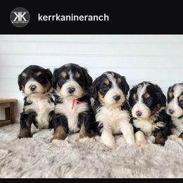 Bernedoodle puppies from Kerr Kanine Ranch