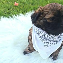 Shih Tzu Puppies from Shih Tzus of Gilbert