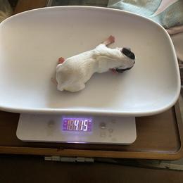 Clark - Black and white female Chihuahua puppy in Red Bluff, California from Aye Chihuahua