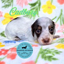 CADBURY - Piebald male Dachshund puppy in Columbia, Louisiana from Diamond 5R Ranch AKC & CKC Miniature Dachshunds