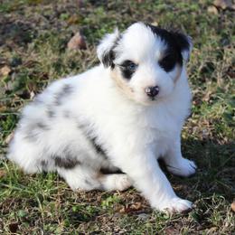 Neil - Blue merle male Australian Shepherd puppy in Kansas, Oklahoma from Windy G Farm