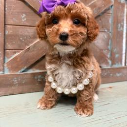 Purple collar - Red  female Goldendoodle puppy in Calico Rock, Arkansas from Cottrell’s Poodles & Doodles