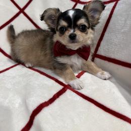 Chihuahua Puppies from My Fuzzy Chihuahuas
