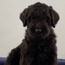 Boy 4 - Australian Labradoodle puppy in Maysville, Oklahoma from Southern Oklahoma Labradoodles
