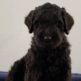 Boy 4 - Australian Labradoodle puppy in Maysville, Oklahoma from Southern Oklahoma Labradoodles