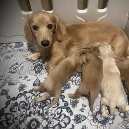 Dachshund Puppies from Cajun Pawfection