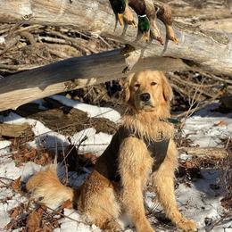 Golden Retriever Puppies from Golden Bunns Retrievers