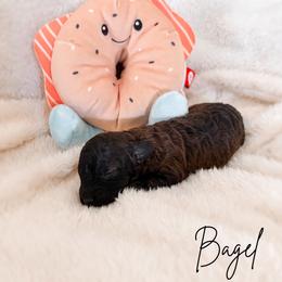 Bagel - Sable male Poodle puppy in Kula, Hawaii from Toy Poodle & Maltipoo Maui