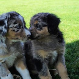 Australian Shepherd Puppies from Pole Canyon Australian Shepherds