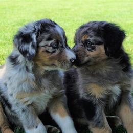 Australian Shepherd Puppies from Pole Canyon Australian Shepherds