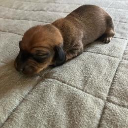 Rocket - Red male Dachshund puppy in Brave, Pennsylvania from Maple Moon Mini Dachshunds