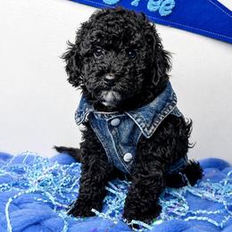 Rummi - Black and white male Bernedoodle puppy in Otisville, Michigan from Danie’s Darling Doodles LLC
