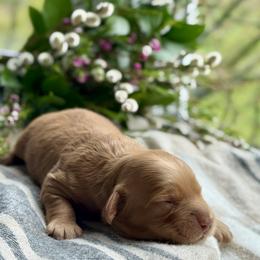 Briar - Caramel cream male Australian Labradoodle puppy in Fremont, New Hampshire from Birchwood Labradoodles