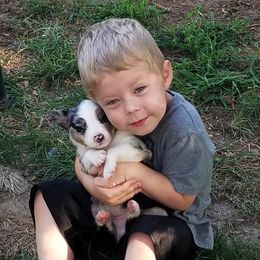 Australian Shepherds from Ghost Eye Aussies