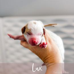 Lux - Cream male Goldendoodle puppy in Mahomet, Illinois from Jordan Family Doodles