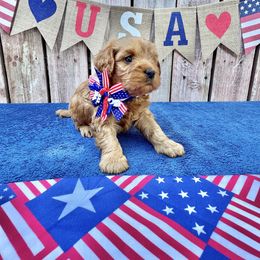 Justice (hot pink red collar) - Red female Cavapoo puppy in Modesto, California from Molly n Friends